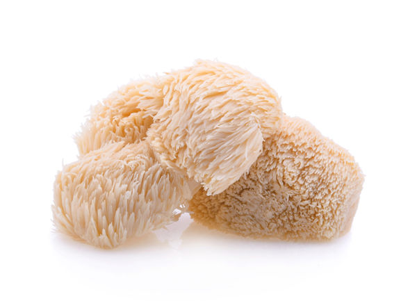 grzyb lion's mane